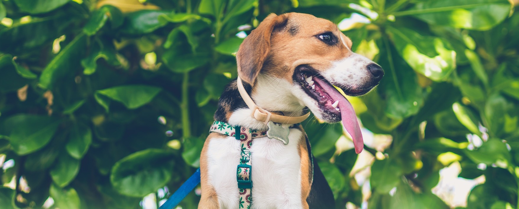 Puppy Love: 5 Reasons Your Workplace Should Become Dog-Friendly